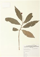 藏品(珠砂根)的圖片